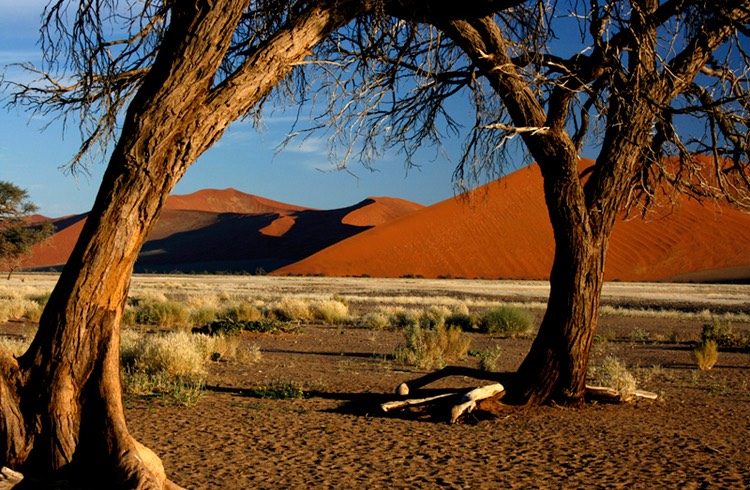 Dune 45 trees