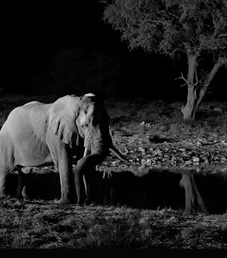 Elephant at waterhole