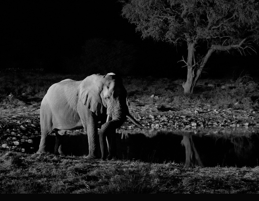 Elephant at waterhole