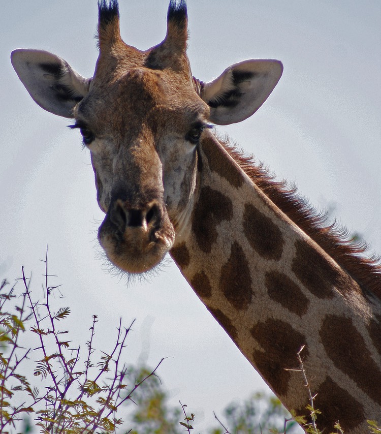 Giraffe in closeup
