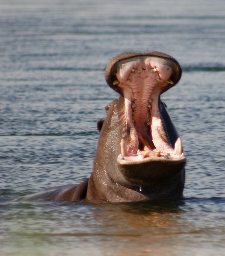 Hippo yawn