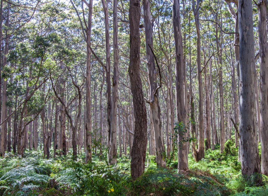 Margaret River-5755