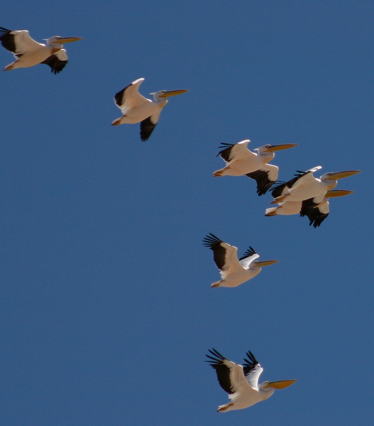Pelicans in flight