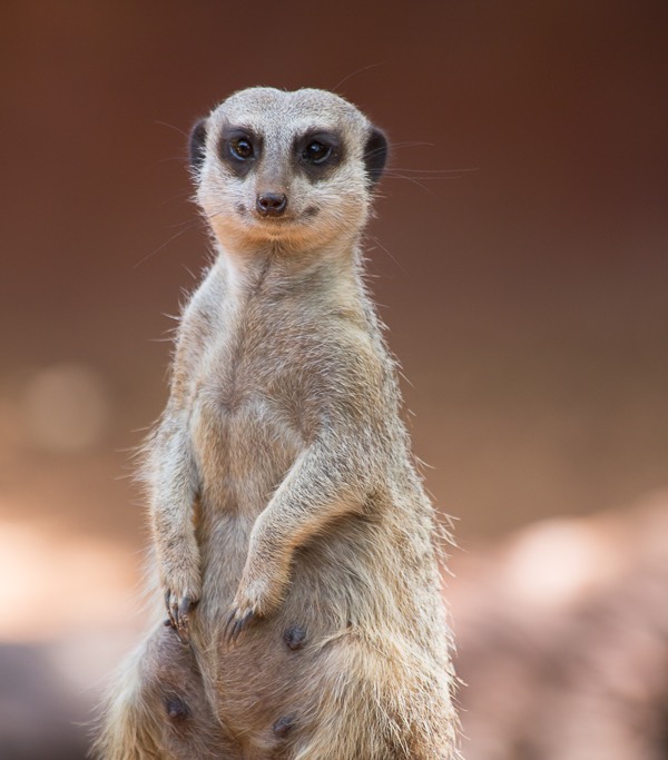 Perth Zoo-6386
