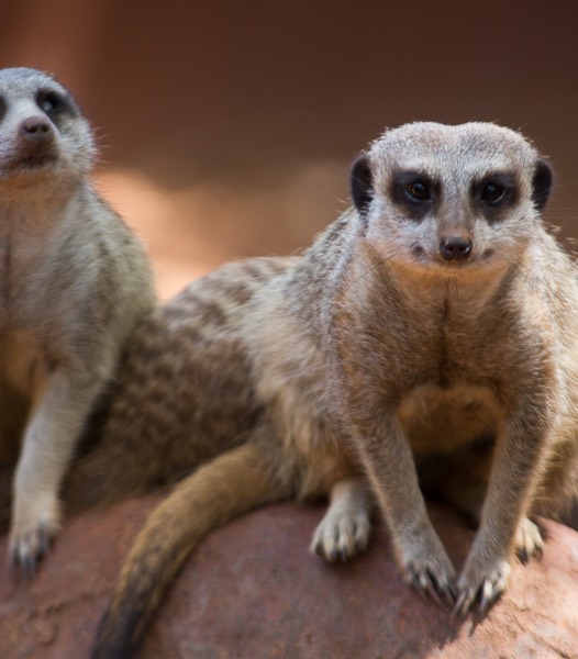 Perth Zoo-6390
