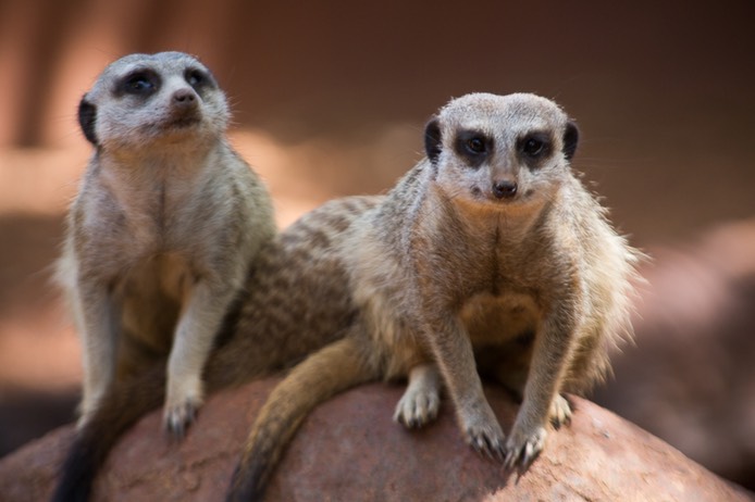 Perth Zoo-6390