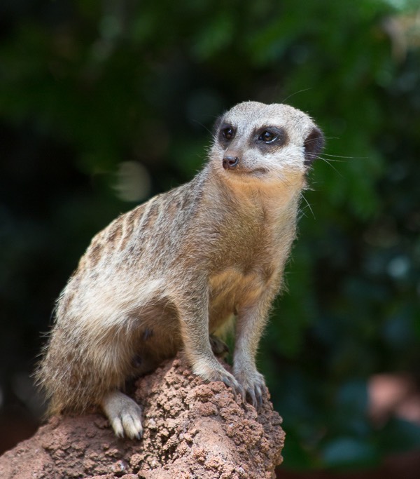 Perth Zoo-6398-2