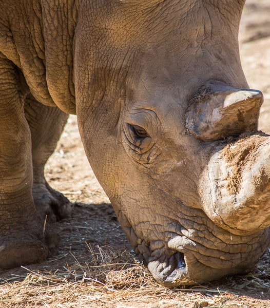 Perth Zoo-6421