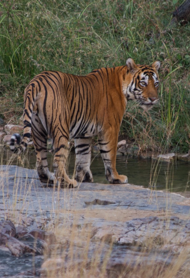 Ranthambore India 2011-1369