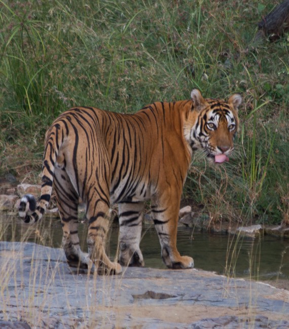 Ranthambore India 2011-1370