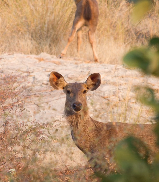Ranthambore India 2011-1412