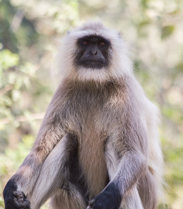 Ranthambore India 2011-1480
